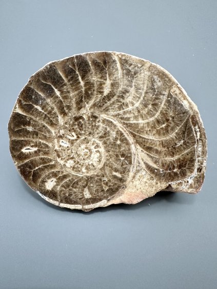 Amonit 11,7cm – Maroko