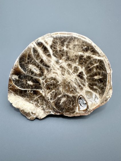 Amonit 10cm – Maroko