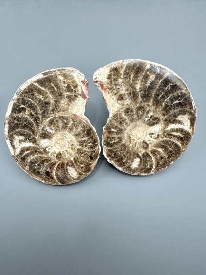 Ammonite (pair) 10,3cm and 10,3cm – Morocco
