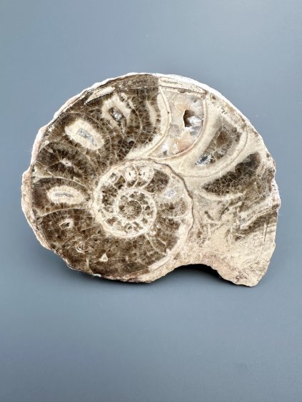 Amonit 10,3cm – Maroko