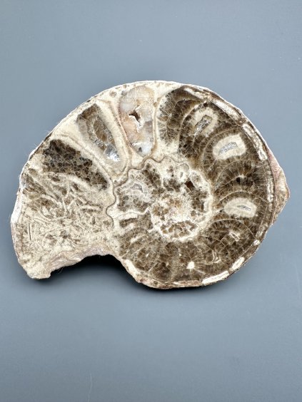 Amonit 11,3cm – Maroko