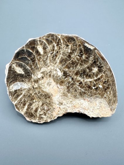 Amonit 10,9cm – Maroko