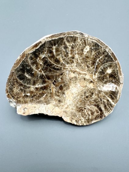 Amonit 10,5cm – Maroko