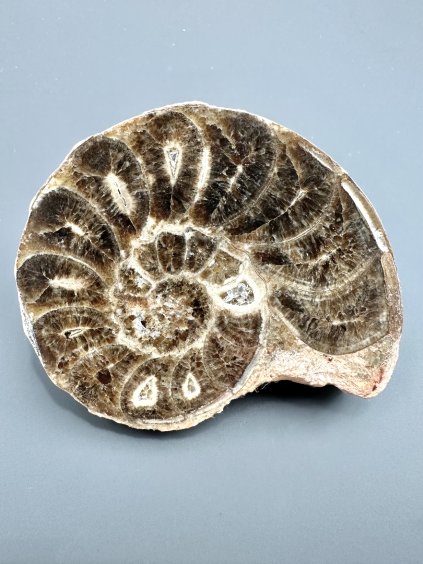 Amonit 10,4cm – Maroko