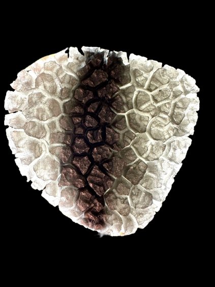 Slovenský obsidián – ježek – 21,5g