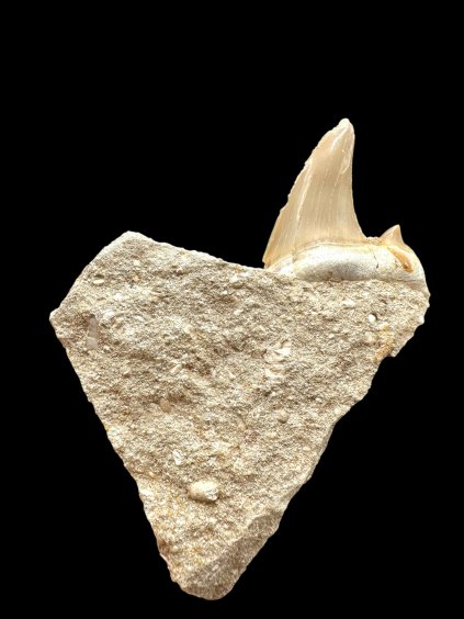 Fossiler Zahn des Fisches Enchodus – Marokko