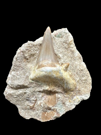 Fossiler Zahn des Fisches Enchodus – Marokko