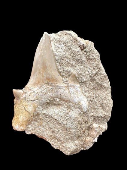 Fossiler Zahn des Fisches Enchodus – Marokko