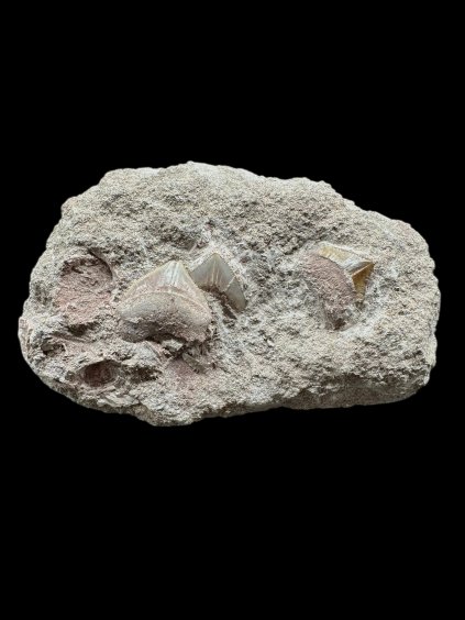 Photoroom 010 20251205 154705