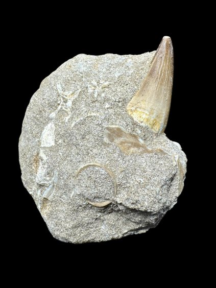 Photoroom 019 20250706 134325