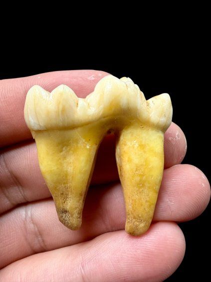 Fossil Cave Bear Tooth (Ursus spelaeus) 3,6cm – Slovakia