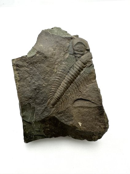 Trilobit Paradoxides gracilis – Felbabka, CZ