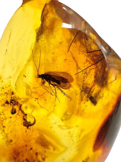 Photoroom 003 20250724 100512