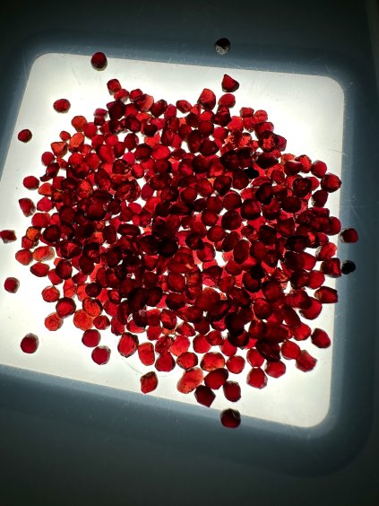 Český granát 10g, 2-3mm – České Středohoří, ČR