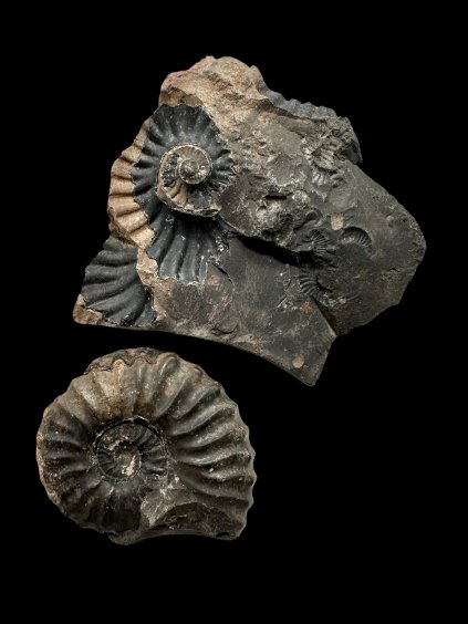 Photoroom 004 20251002 175333