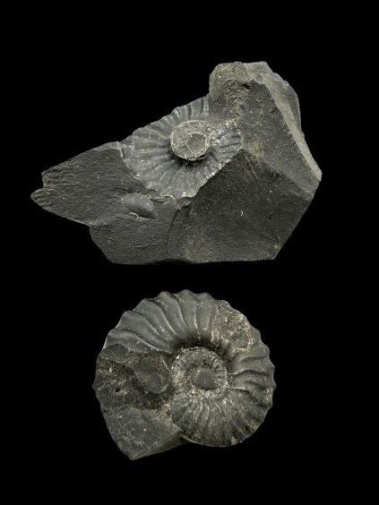 Photoroom 007 20251002 175333