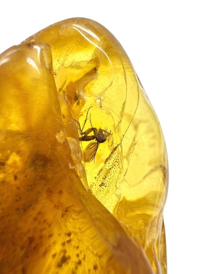 Photoroom 018 20251012 144954