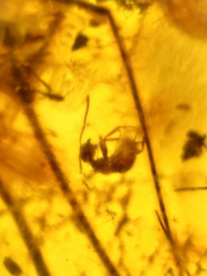 Insects in amber – Lithuania – 7,1g