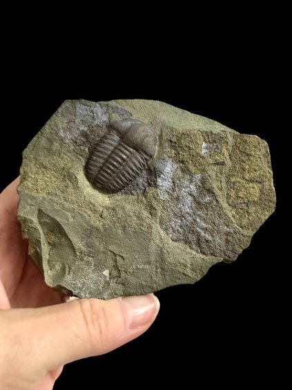 Photoroom 20251106 195027