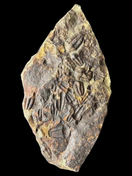 Trilobite Ellipsocephalus hoffi – Jince, CZ