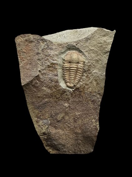 Photoroom 005 20251107 115723