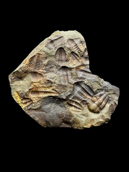 Photoroom 008 20251107 115723