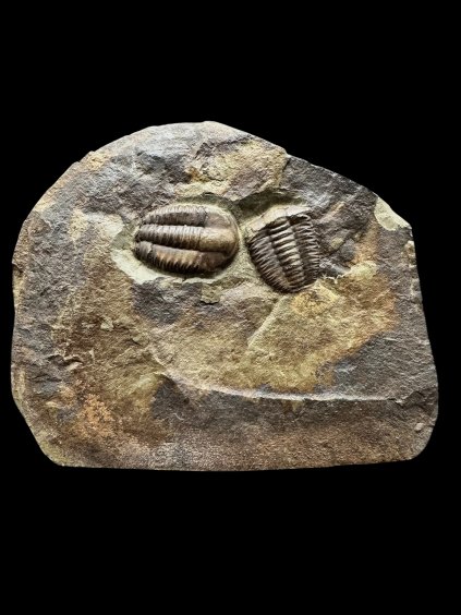 Photoroom 014 20251107 115723