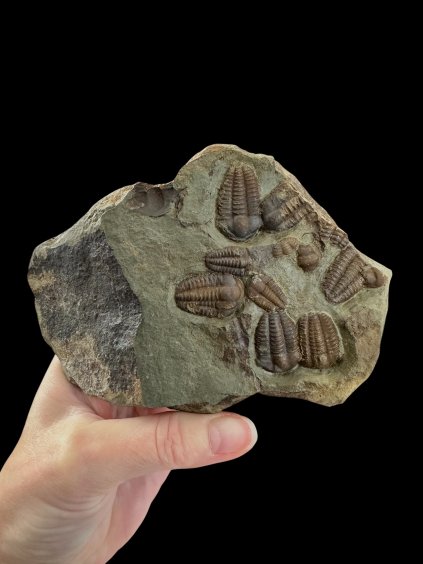 Photoroom 010 20251107 141326