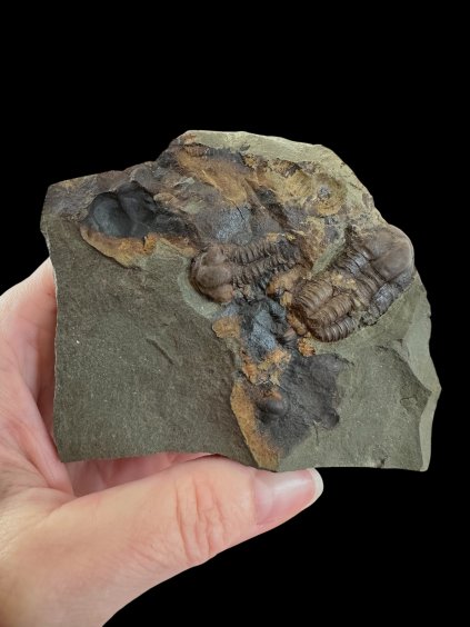 Photoroom 017 20251107 141326