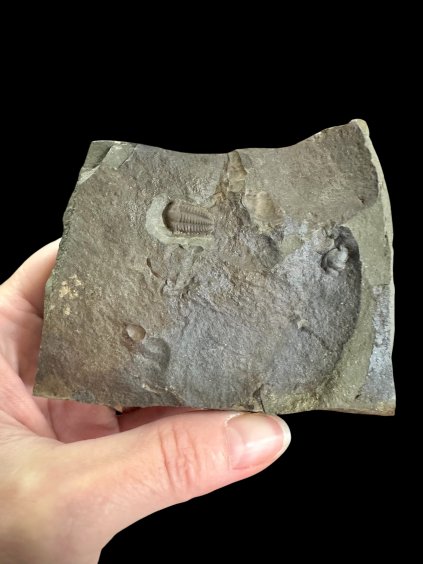 Photoroom 000 20251107 191116