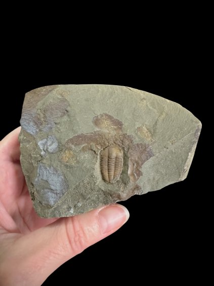 Photoroom 003 20251107 191116