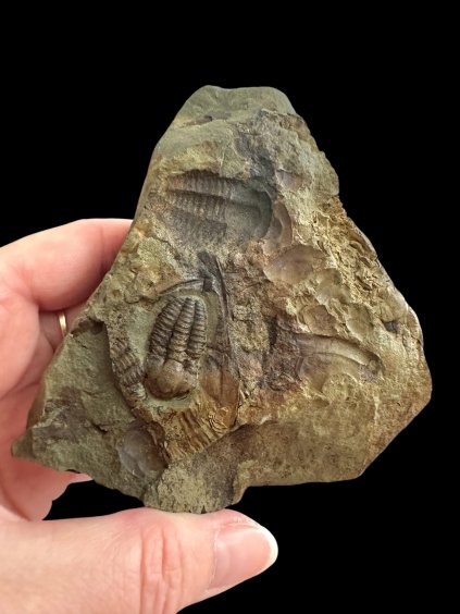 Photoroom 028 20251110 103002