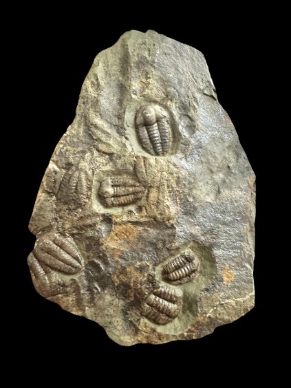 Photoroom 005 20251110 103946