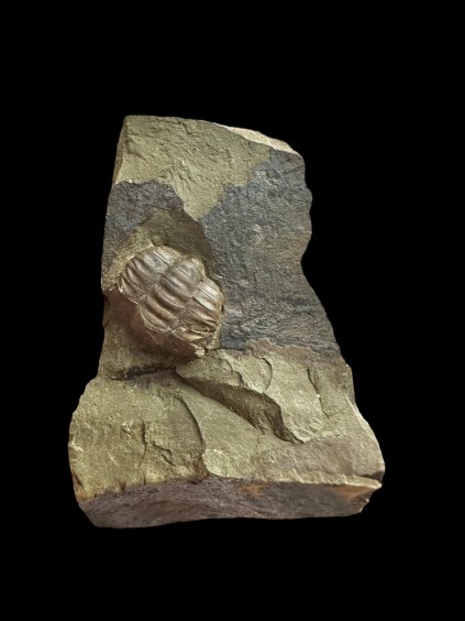 Photoroom 011 20251110 103946