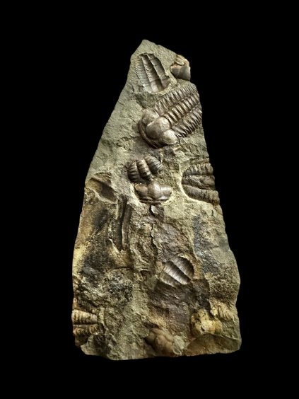 Photoroom 000 20251111 165821