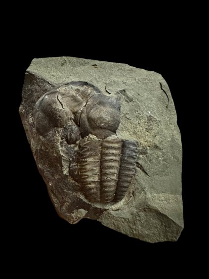 Photoroom 013 20251111 165821