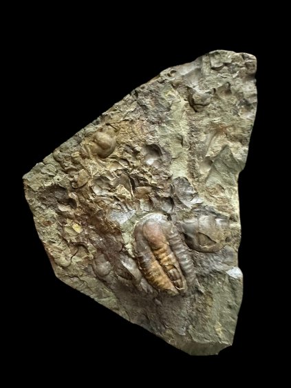 Photoroom 010 20251113 150724