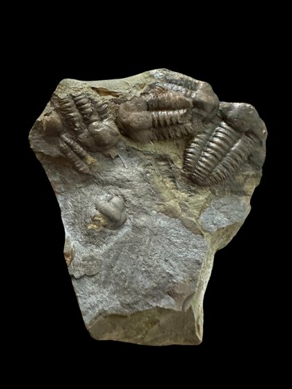 Photoroom 014 20251113 150724