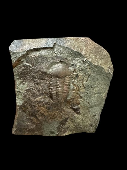 Photoroom 020 20251113 150724