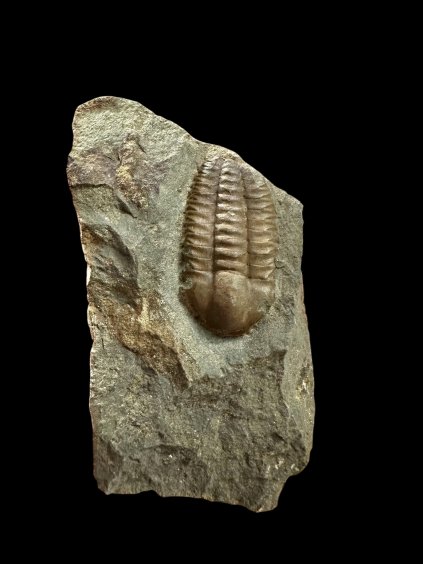 Photoroom 022 20251114 111720