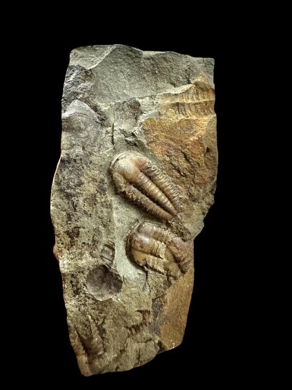 Photoroom 025 20251114 111720