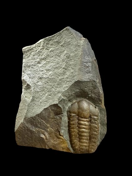 Photoroom 031 20251114 111720