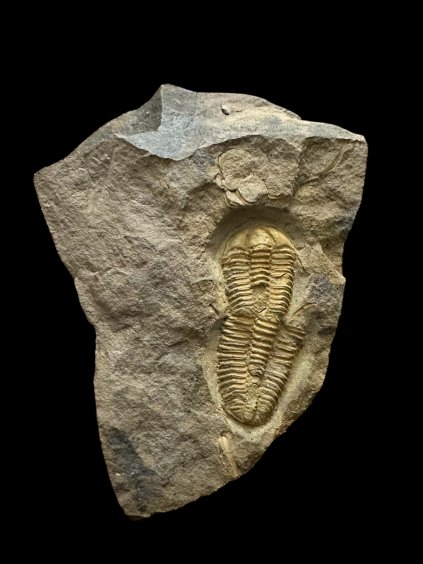 Photoroom 005 20251112 165418