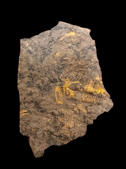 Trilobite Conocoryphe cirina – Rejkovice, CZ