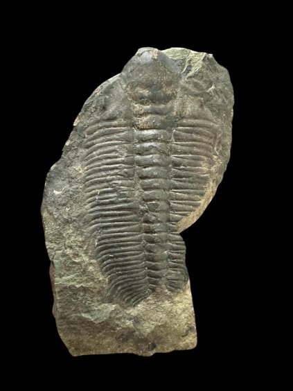 Photoroom 025 20251112 164903