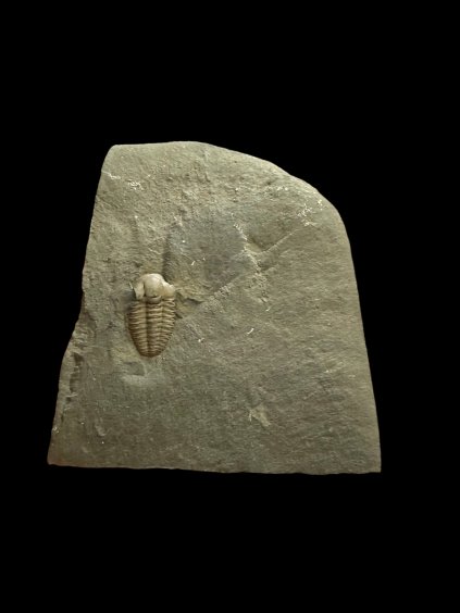 Photoroom 011 20251120 192411