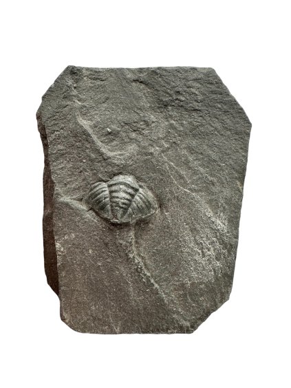 Photoroom 000 20251202 140022