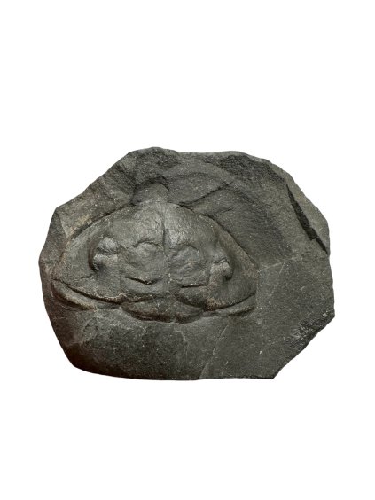 Photoroom 003 20251202 140022