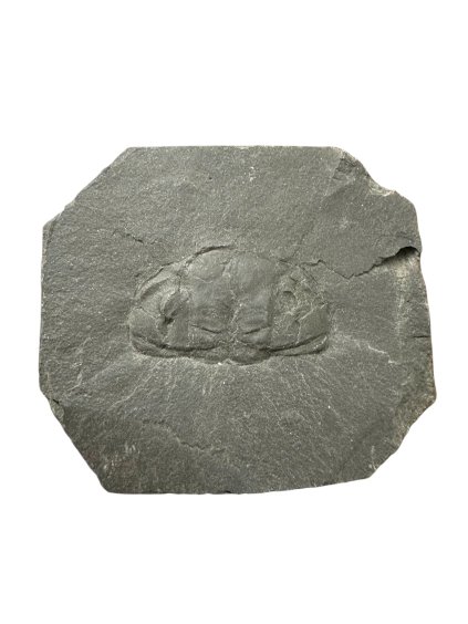 Photoroom 000 20260108 163800