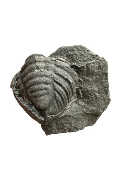 Photoroom 000 20251205 085940